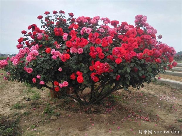 月季花苞到开花要多久？影响因素是什么(图1)