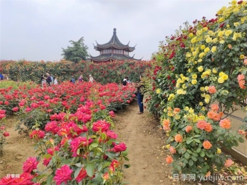 城市公园常见植物品种的配置选择