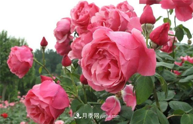 四川绵阳：用科技来浇灌月季吐芬芳(图1)