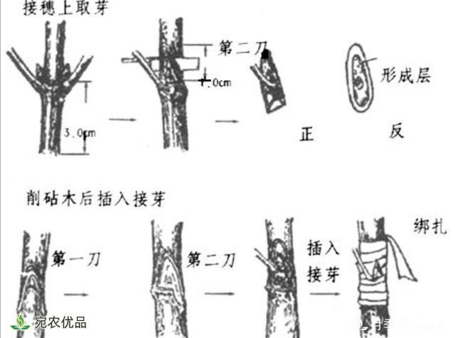 月季养成树状，用这种简单的方法，长势更茂盛开花更多(图4)