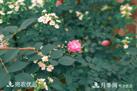 还是容易分的，月季花和蔷薇花的区别(图5)