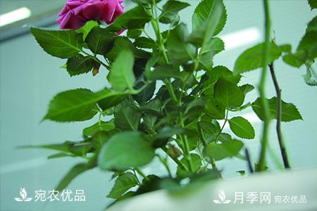 南阳月季教你区别月季花和玫瑰花(图2)