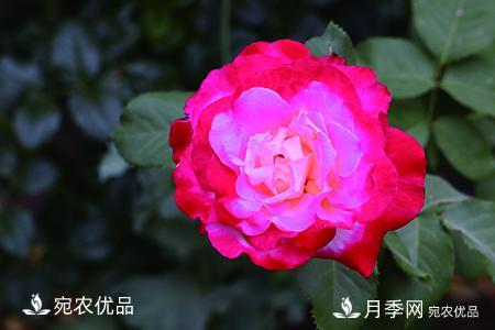 南阳月季教你区别月季花和玫瑰花(图4)