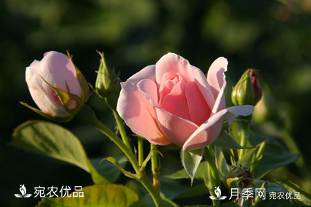 南阳月季教你区别月季花和玫瑰花(图7)