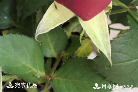 南阳月季教你区别月季花和玫瑰花(图3)