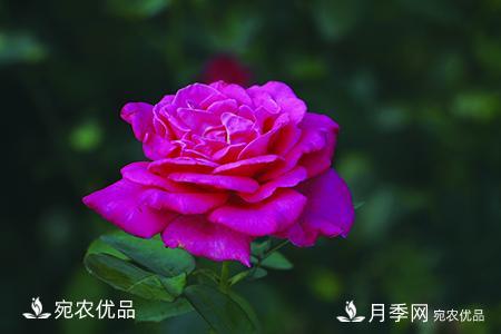 南阳月季教你区别月季花和玫瑰花(图6)