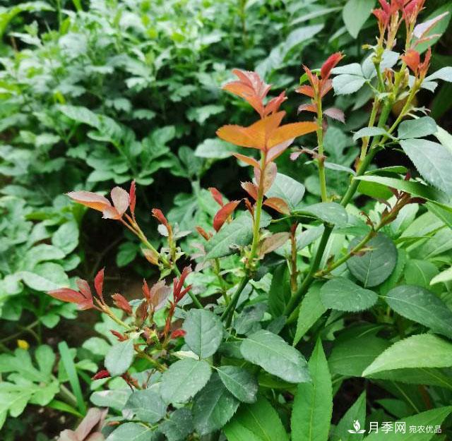 月季花残花有必要剪吗？月季花越剪越开(图3)