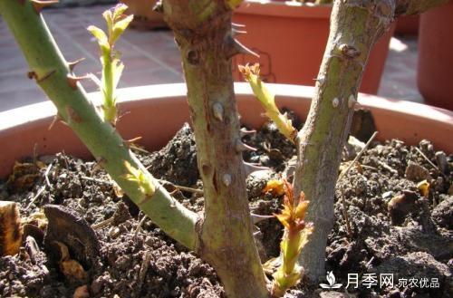 月季养护下开几茬花，从夏开到深秋，更不会招惹虫子(图3)