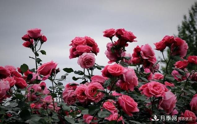 月季花友如何给家里月季栽培管理，开出一片花海(图4)