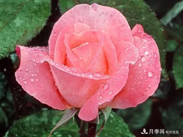 雨后南阳月季公园里的月季花娇艳欲滴(图集)(图8)