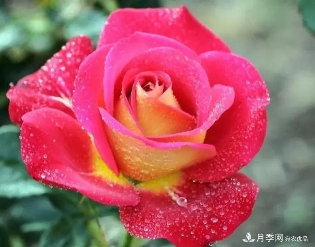 雨后南阳月季公园里的月季花娇艳欲滴(图集)(图5)