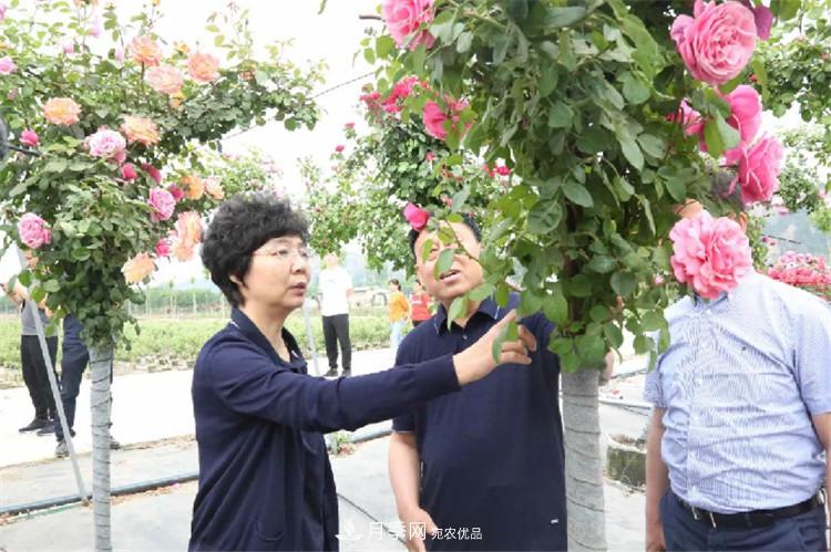 记录陕西韩城第二届月季文化产业发展大会(图6)