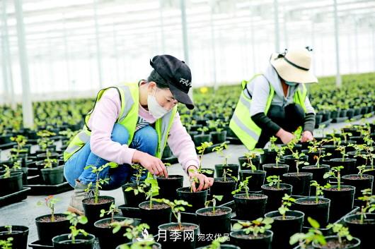 甘肃定西：月季花卉产业助力脱贫致富(图2)