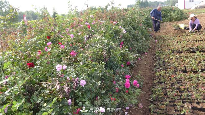 南阳方城县发展月季花木产业助力乡村振兴致富(图1)