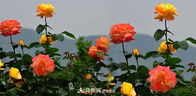 精选十首赞美月季花的古诗词，梦回唐宋看月季花开！(图1)