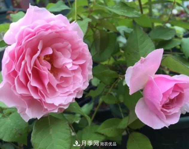 月季花什么品种好看？9大惊艳花友的月季品种(图6)