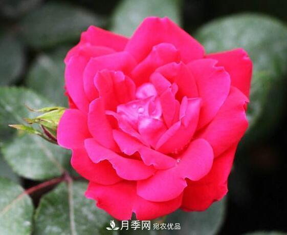 月季花什么品种好看？9大惊艳花友的月季品种(图9)