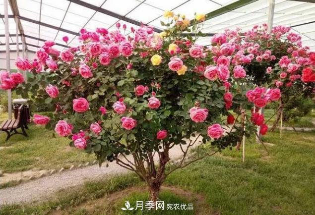 山东聊城种植月季树效益好(图1)