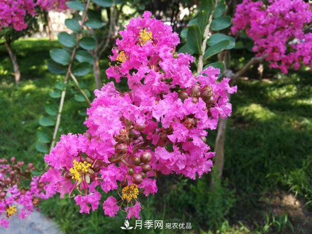 1棵紫薇开花1000朵，花期达100天，人称“百日红”，能活100年(图3)