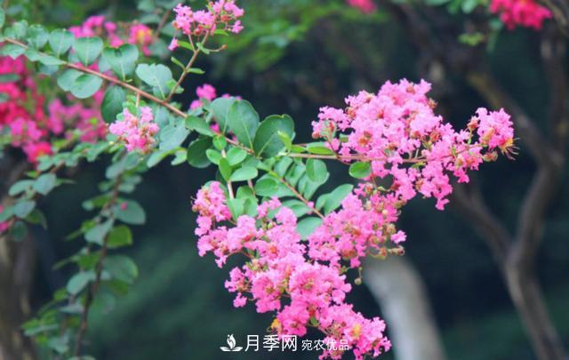 1棵紫薇开花1000朵，花期达100天，人称“百日红”，能活100年(图5)