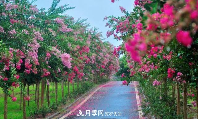 1棵紫薇开花1000朵，花期达100天，人称“百日红”，能活100年(图4)