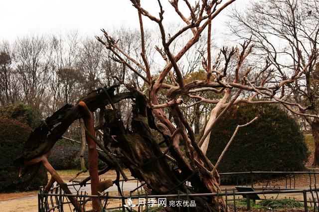 1棵紫薇开花1000朵，花期达100天，人称“百日红”，能活100年(图7)