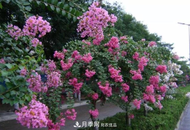 1棵紫薇开花1000朵，花期达100天，人称“百日红”，能活100年(图6)