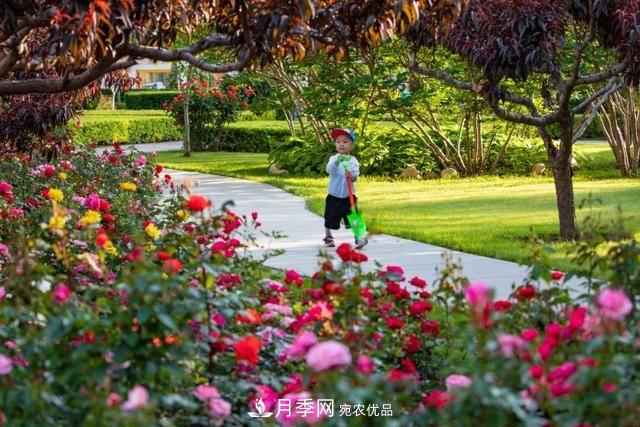 冉冉初夏，河北秦皇岛十余处月季花海等你邂逅！(图1)