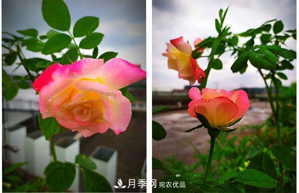 炎热的7月，月季花夏天能暴晒吗(图1)