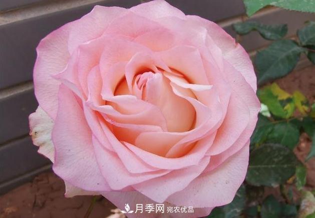 美文：月季芳菲(图1)