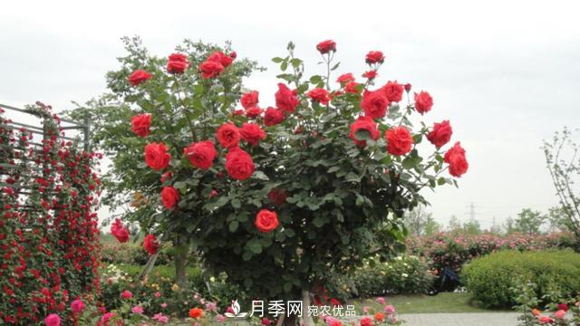 树型月季好养吗？比普通月季花强在哪里？适合家里养吗(图1)