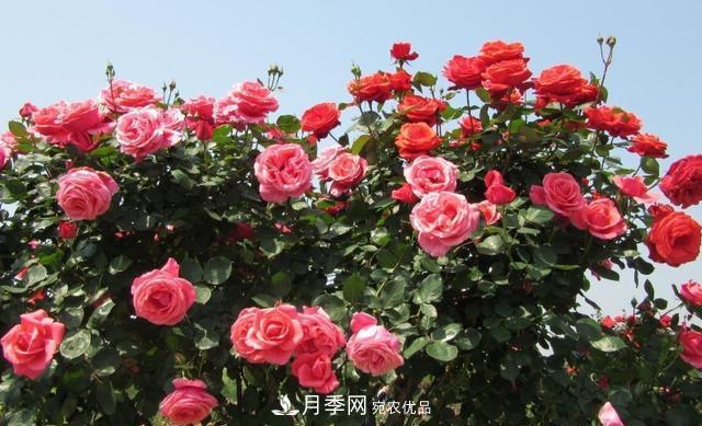 树型月季好养吗？比普通月季花强在哪里？适合家里养吗(图3)