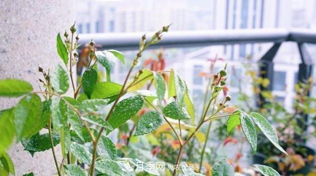 夏季一下完雨，蚜虫就爬上月季，想要消灭它，赶紧看这里(图2)