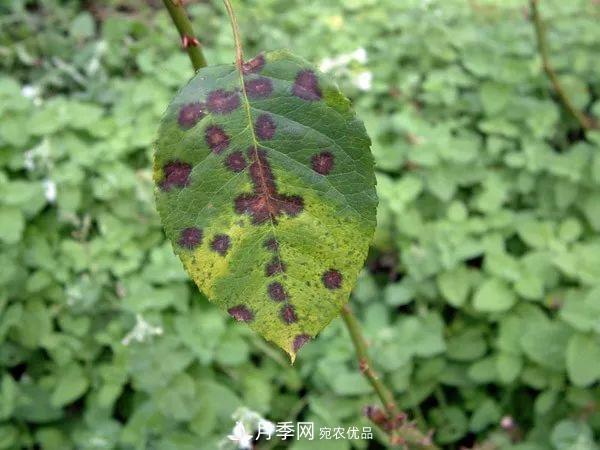 夏季月季常害这种病，梅雨季节尤其要注意！(图2)