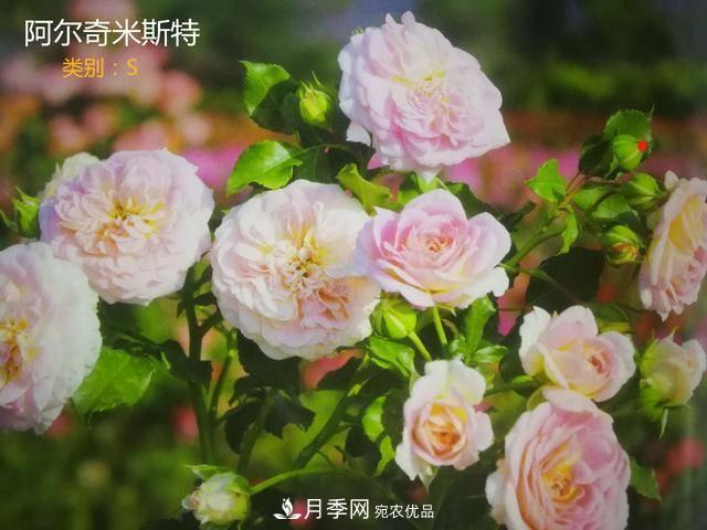 月季花有两万多个品种，它的类别原来是这样划分的(图7)