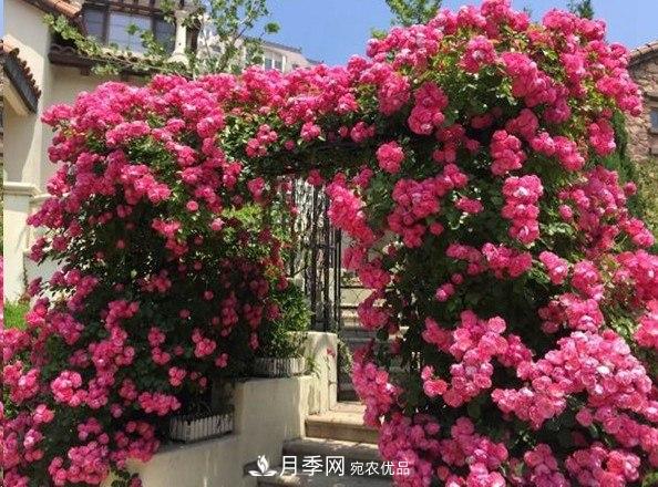 广东种月季，首选这15个品种，一年花开10个月！(图5)