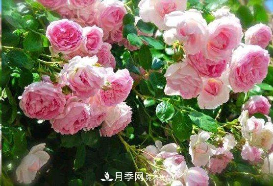 广东种月季，首选这15个品种，一年花开10个月！(图6)