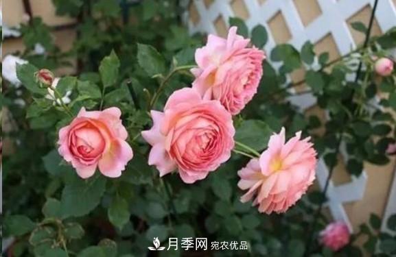 广东种月季，首选这15个品种，一年花开10个月！(图9)