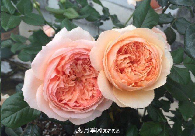 广东种月季，首选这15个品种，一年花开10个月！(图12)