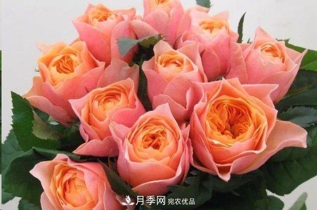 广东种月季，首选这15个品种，一年花开10个月！(图13)