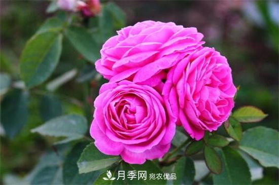 月季花的栽培方法(图3)