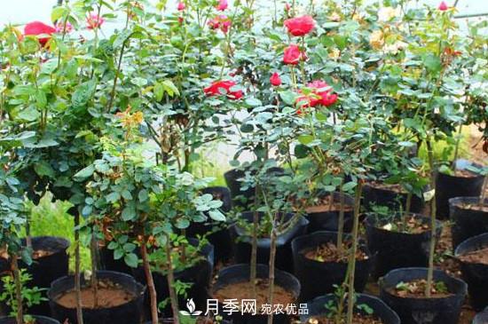 绿化种植后，月季树还会长粗吗？(图2)