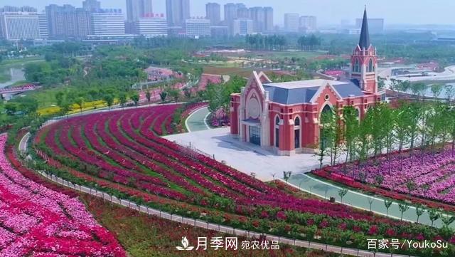 来山东聊城九州洼月季公园，邂逅璀璨月季花海(图2)