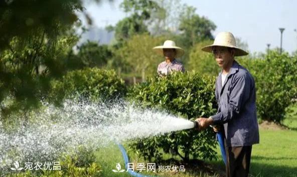 浇水学三年，南阳苗木合作社教你浇水的学问大着呢(图1)