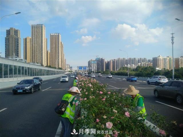 武汉园林工人高温下修枝除草，守护城市月季景观(图1)