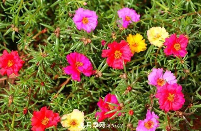 8月，不要再买这3种花，赏花时间短，很不划算(图1)