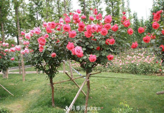 月季花颜色那么多，主要品种有哪些？(图2)