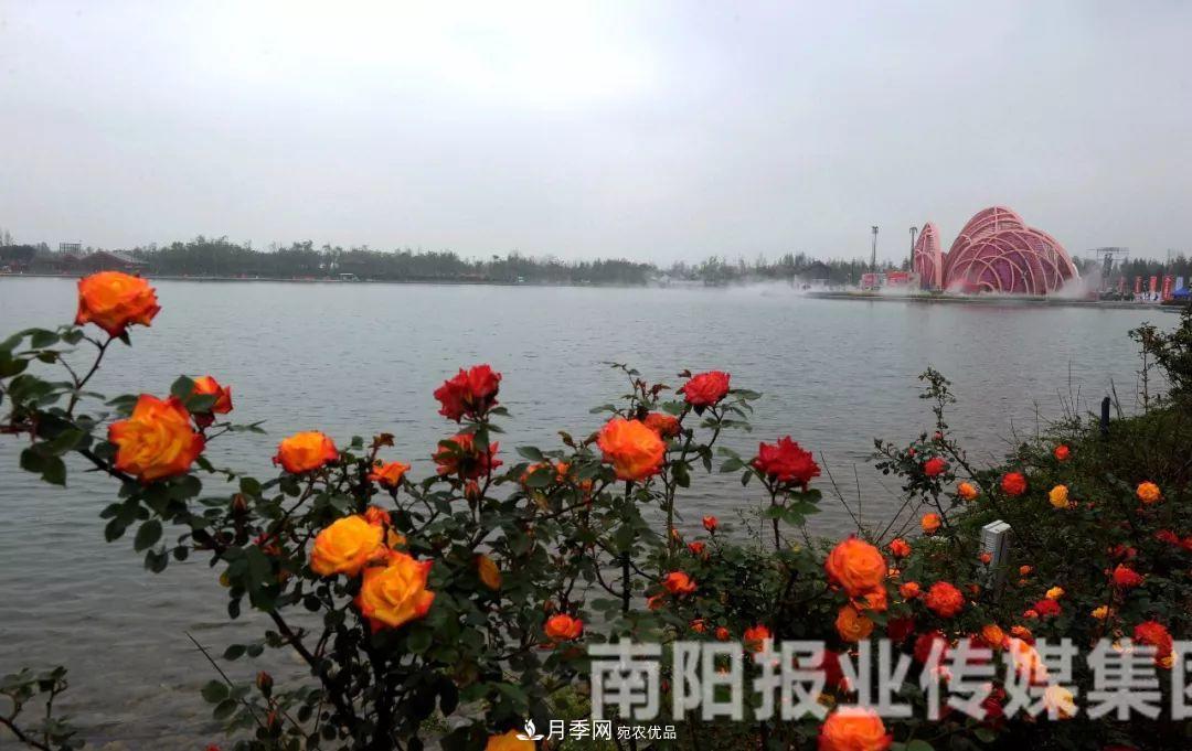 月季花美了一座城，2019世界月季洲际大会给南阳带来了什么？(图1)