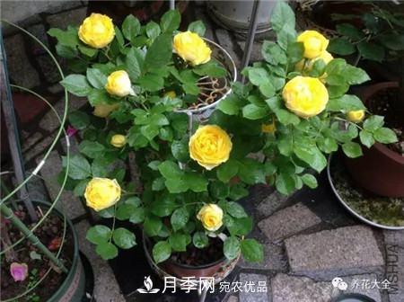 花期***长的10种月季，种一棵赏大半年(图4)