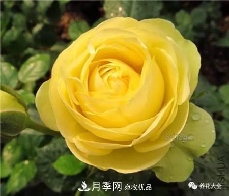 花期***长的10种月季，种一棵赏大半年(图1)